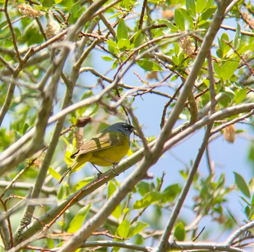 MacGillivray's Warbler