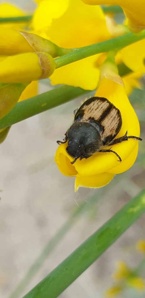 Exomala succincta