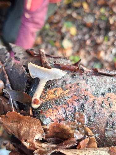Lentinus brumalis observed 2026-10-25