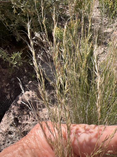 Mountain muhly (Muhlenbergia montana)