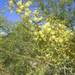 Acacia victoriae - Photo (c) Ian Sutton, alguns direitos reservados (CC BY)