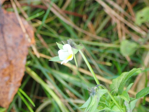 Viola arvensis, 2026-10-24