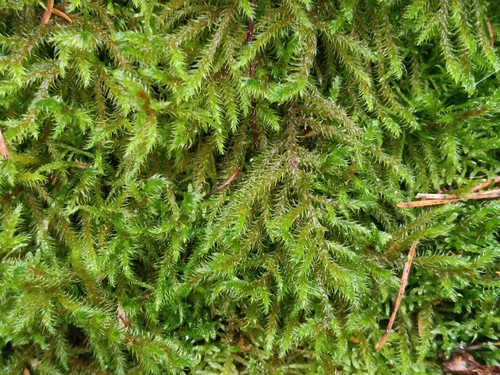 Rhytidiadelphus loreus observed 2026-10-21