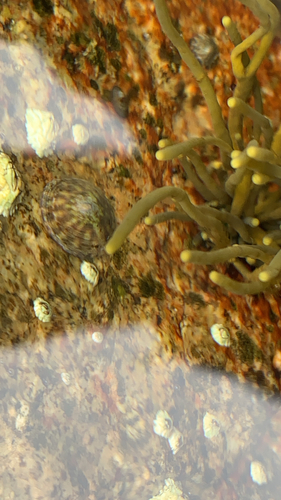 Acmaea testudinalis observed 2026-10-22