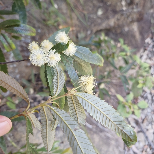Callicoma serratifolia observed 2026-10-25