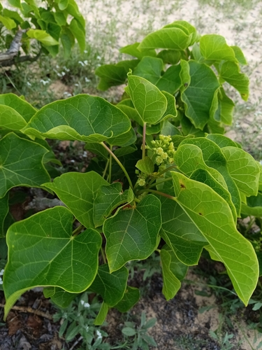 Jatropha curcas observed 2026-10-25