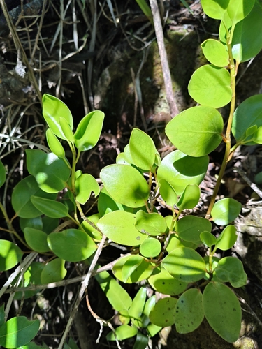 Griselinia littoralis observed 2026-10-25