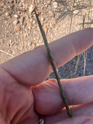 Spike Dropseed