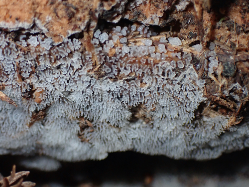 Ceratiomyxa fruticulosa observed 2026-10-26