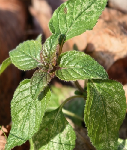 Mentha arvensis observed 2026-10-25
