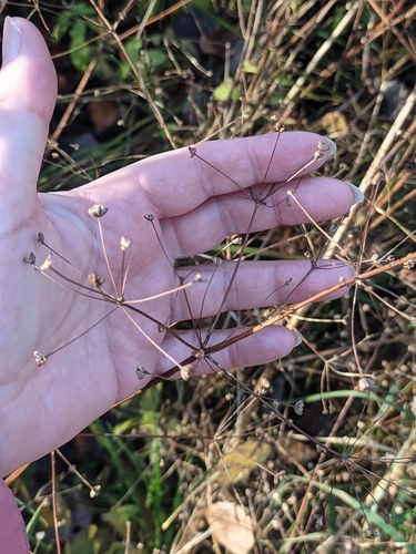 Alisma plantago-aquatica observed 2026-10-25