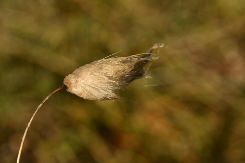 Lagurus ovatus observed 2026-10-25