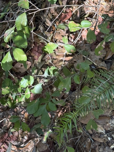 Vaccinium arboreum observed 2026-10-25