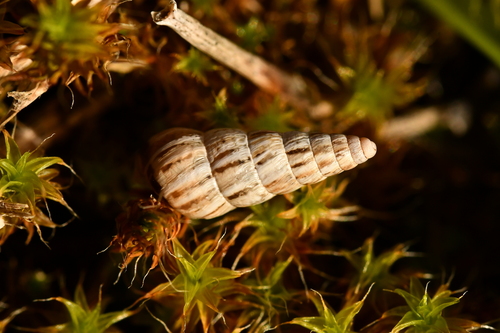 Cochlicella acuta observed 2026-10-25