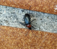 Heliotaurus ruficollis