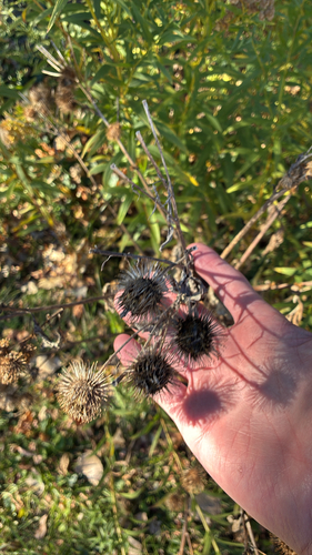 Arctium lappa observed 2026-10-25