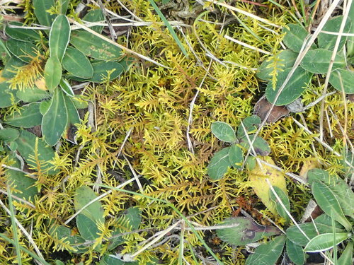 Abietinella abietina observed 2026-10-24