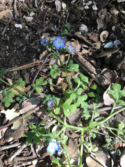 Nemophila menziesii menziesii