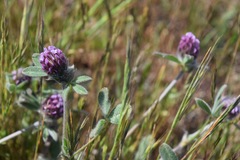 Trifolium macraei