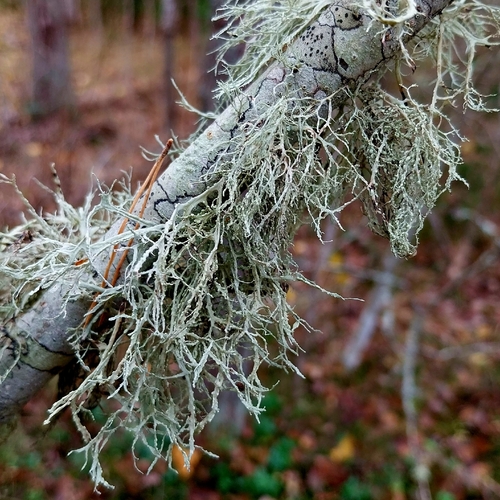 Ramalina farinacea observed 2026-10-25