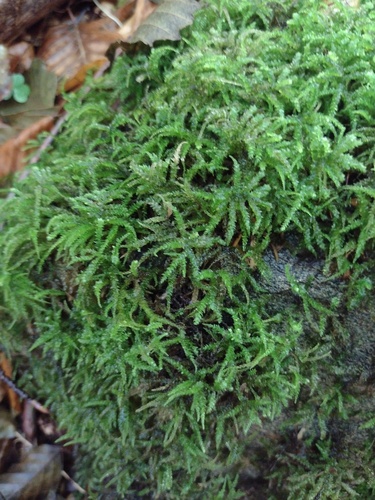 Eurhynchium angustirete observed 2026-10-23