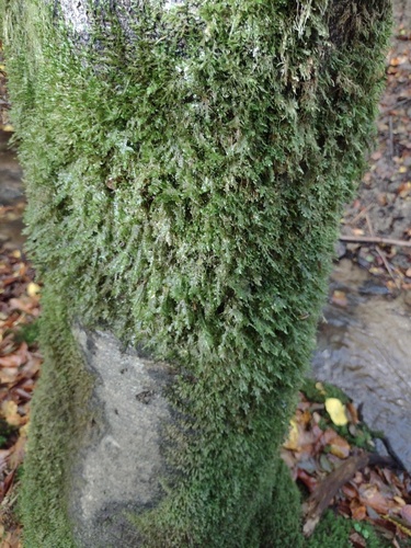 Alleniella complanata observed 2026-10-23