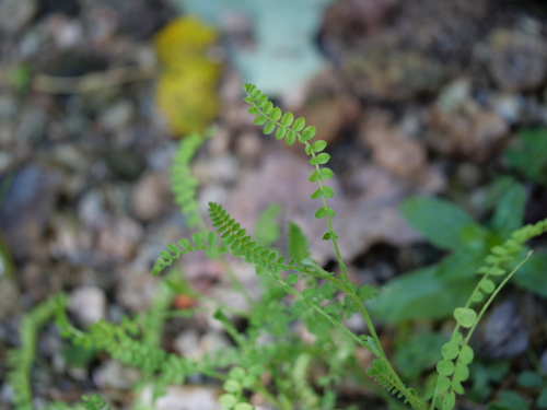 Ornithopus perpusillus observed 2026-10-15