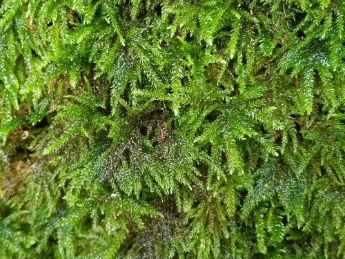 Thamnobryum alopecurum observed 2026-10-21
