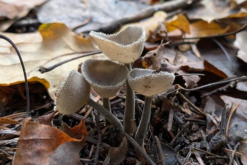 Helvella macropus, 2026-10-25
