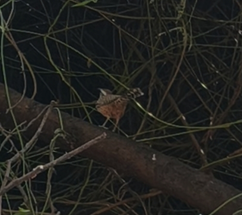 Campylorhynchus brunneicapillus, 2026-10-25