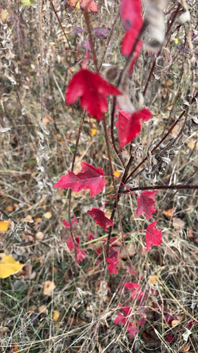Acer tataricum observed 2026-10-25