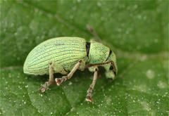 Phyllobius virideaeris