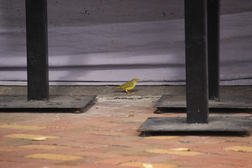 Galápagos Yellow Warbler