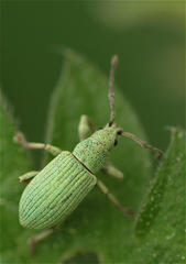 Phyllobius virideaeris