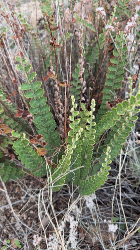 wavy scale cloakfern