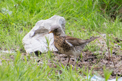 Turdus pilaris