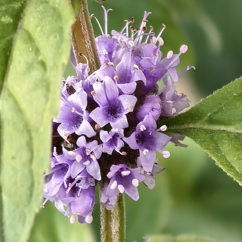 Mentha arvensis observed 2026-10-25