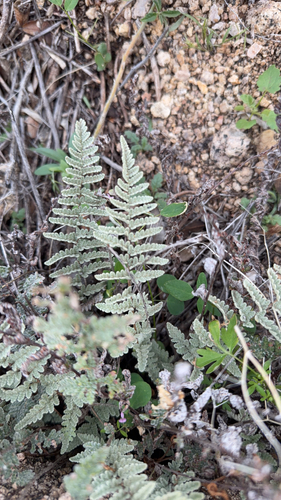 Eaton's lipfern