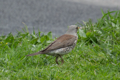 Turdus pilaris