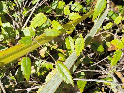 Rubus schmidelioides observed 2026-10-25