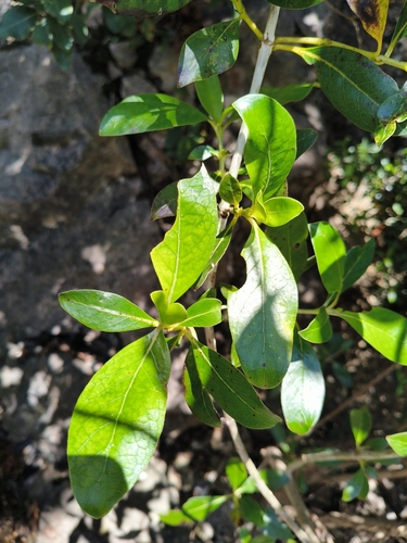 Coprosma robusta observed 2026-10-25