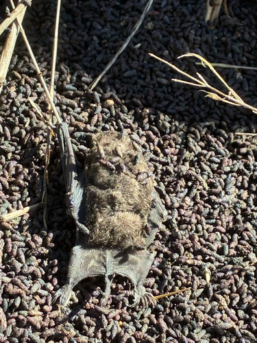 Mexican Free-tailed Bat