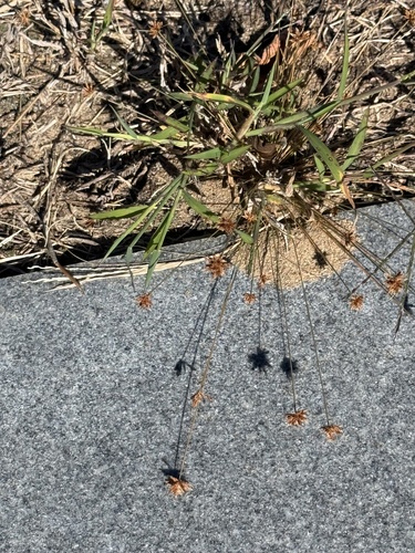 Bulbostylis barbata observed 2026-10-25