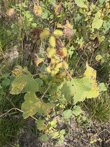 Xanthium strumarium observed 2026-10-25