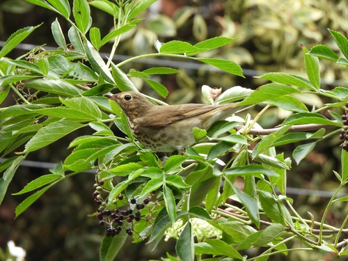 Catharus ustulatus observed 2026-10-25