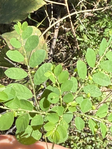 Phyllanthus tenellus observed 2026-10-25