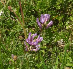 Astragalus danicus
