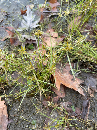 Cyperus bipartitus observed 2026-10-25
