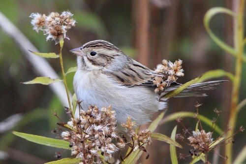 Clay-coloured Sparrow