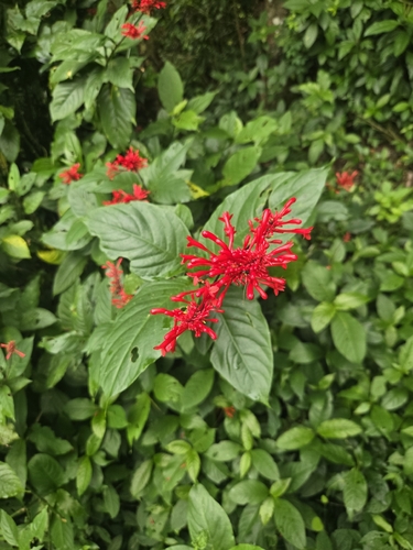 Odontonema cuspidatum observed 2026-10-25